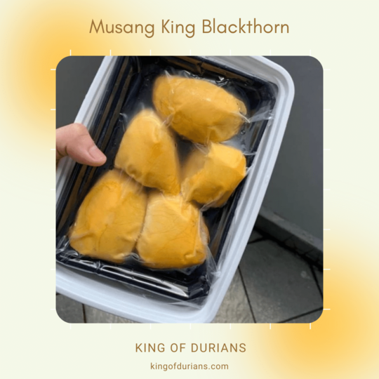 Musang King Blackthorn (2)