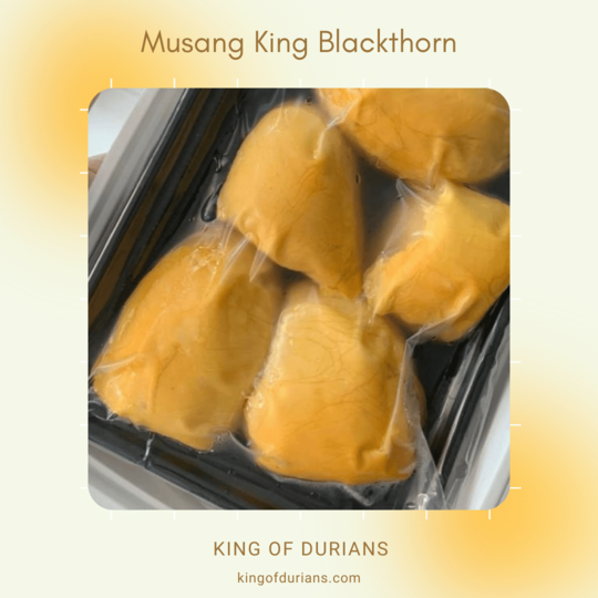 Musang King Blackthorn (3)