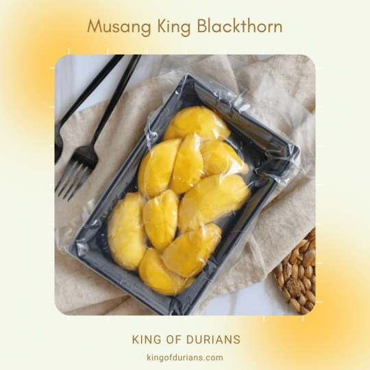 Musang King Blackthorn